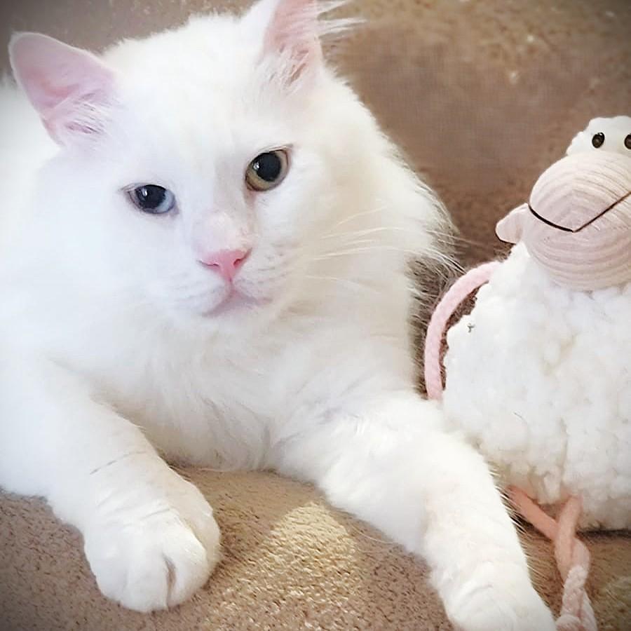 LEO Loverboy Casanova (Deaf), Adult Male unknown