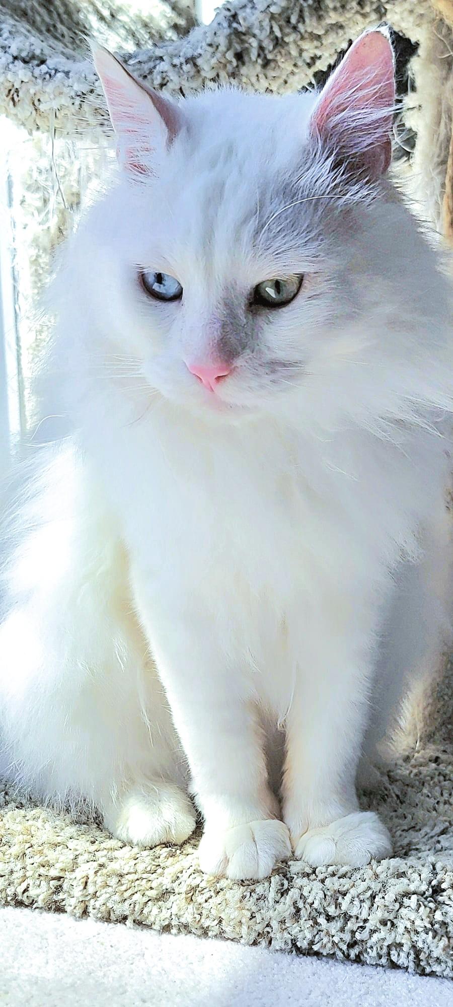 LEO Loverboy Casanova (Deaf) photo 2