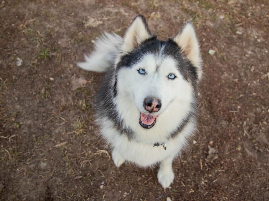 Enlarge Fable, a Adoptable Husky in Lansing, KS image 1/3