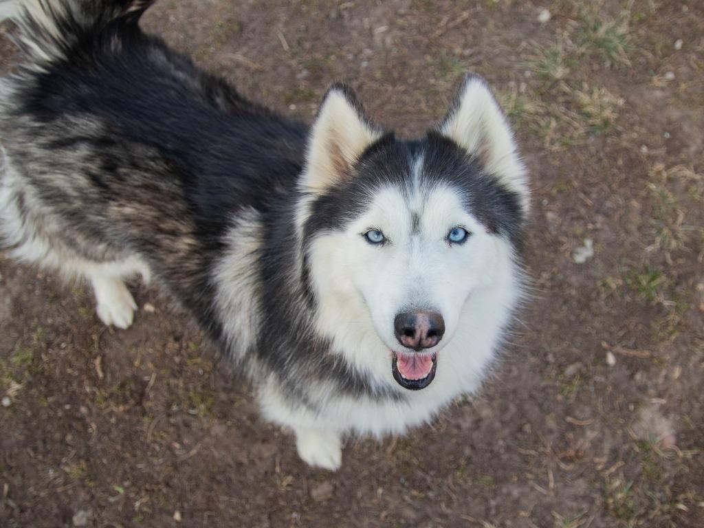 Enlarge Fable, a Adoptable Husky in Lansing, KS image 2/3