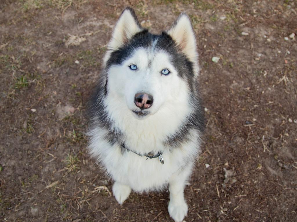 Enlarge Fable, a Adoptable Husky in Lansing, KS image 3/3