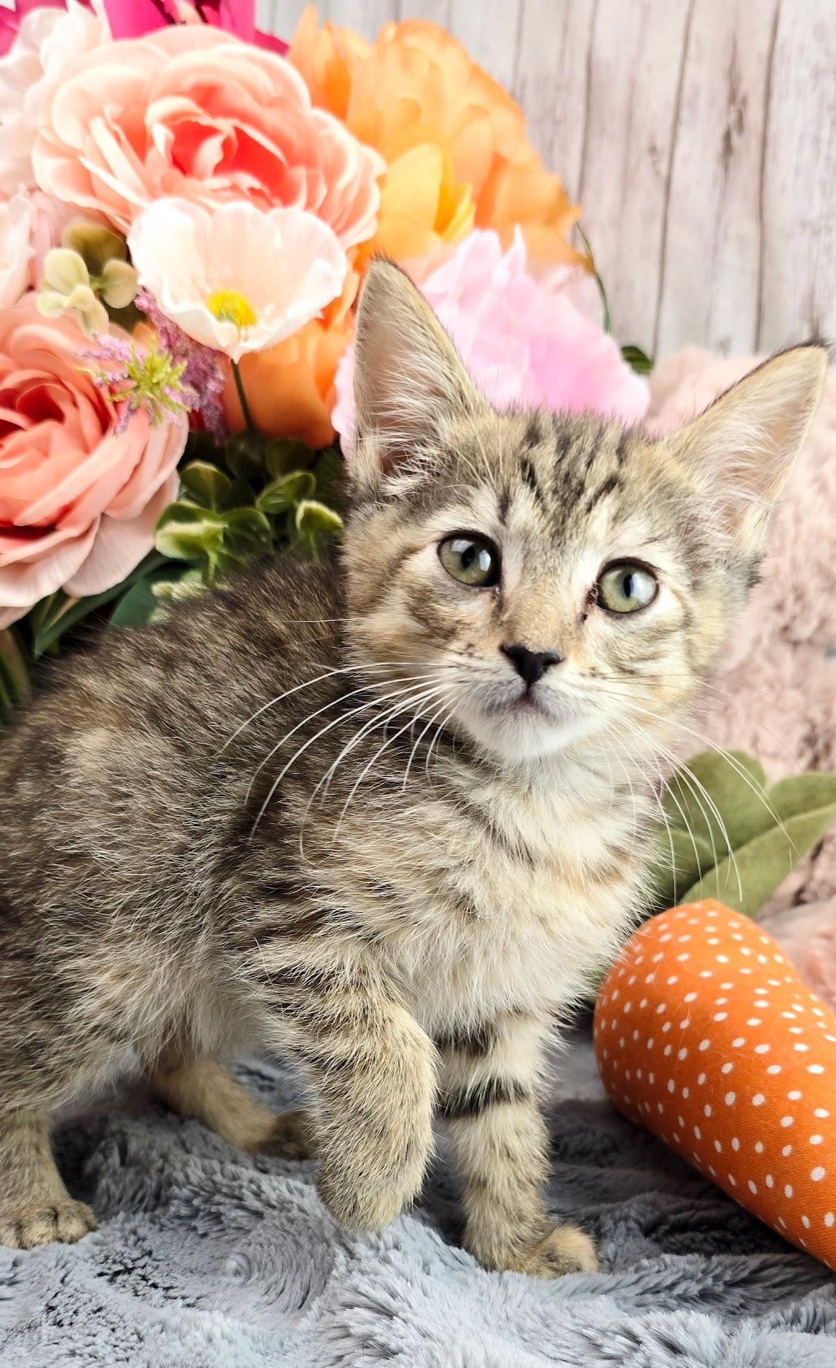Coconut, a Adoptable Domestic Short Hair in Rocky Hill, CT image 1/4
