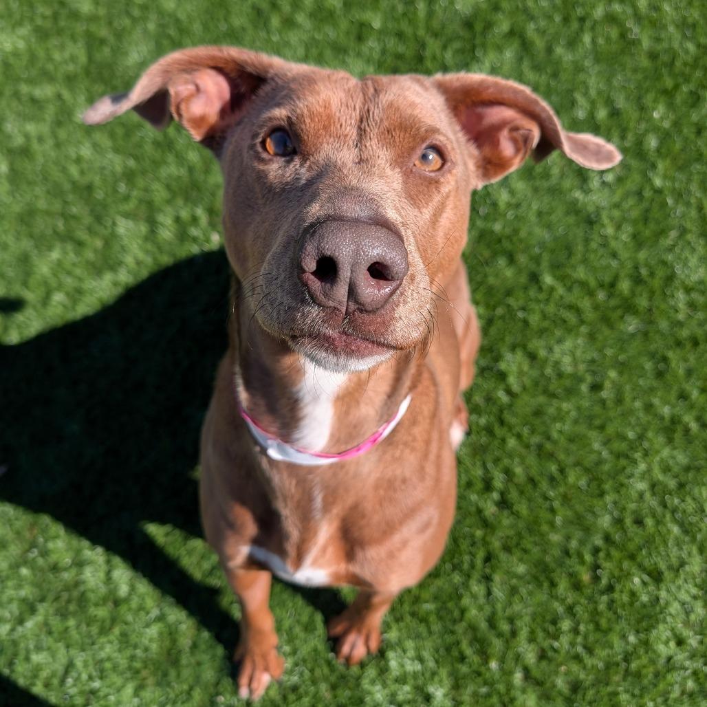 Enlarge Cinnamon, a Adoptable Mixed Breed in Ardmore, OK image 1/2
