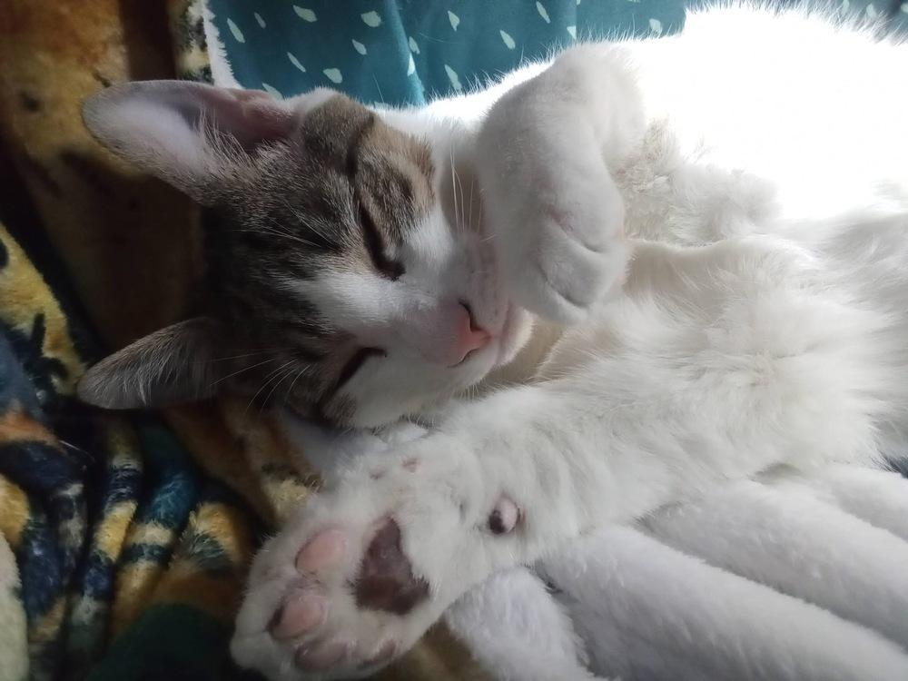 Pandora’s Box: Elpis, Adoptable, Young Male Tabby.