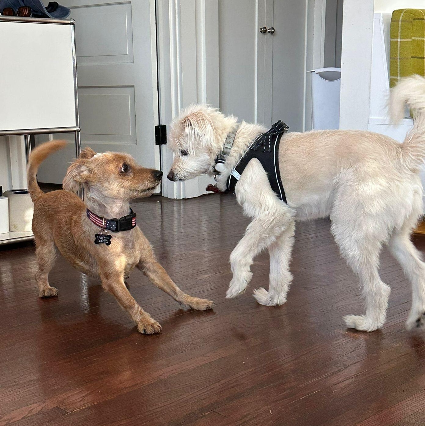 Enlarge Biscuit, a Adoptable mixed breed in Los Angeles, CA image 3/6