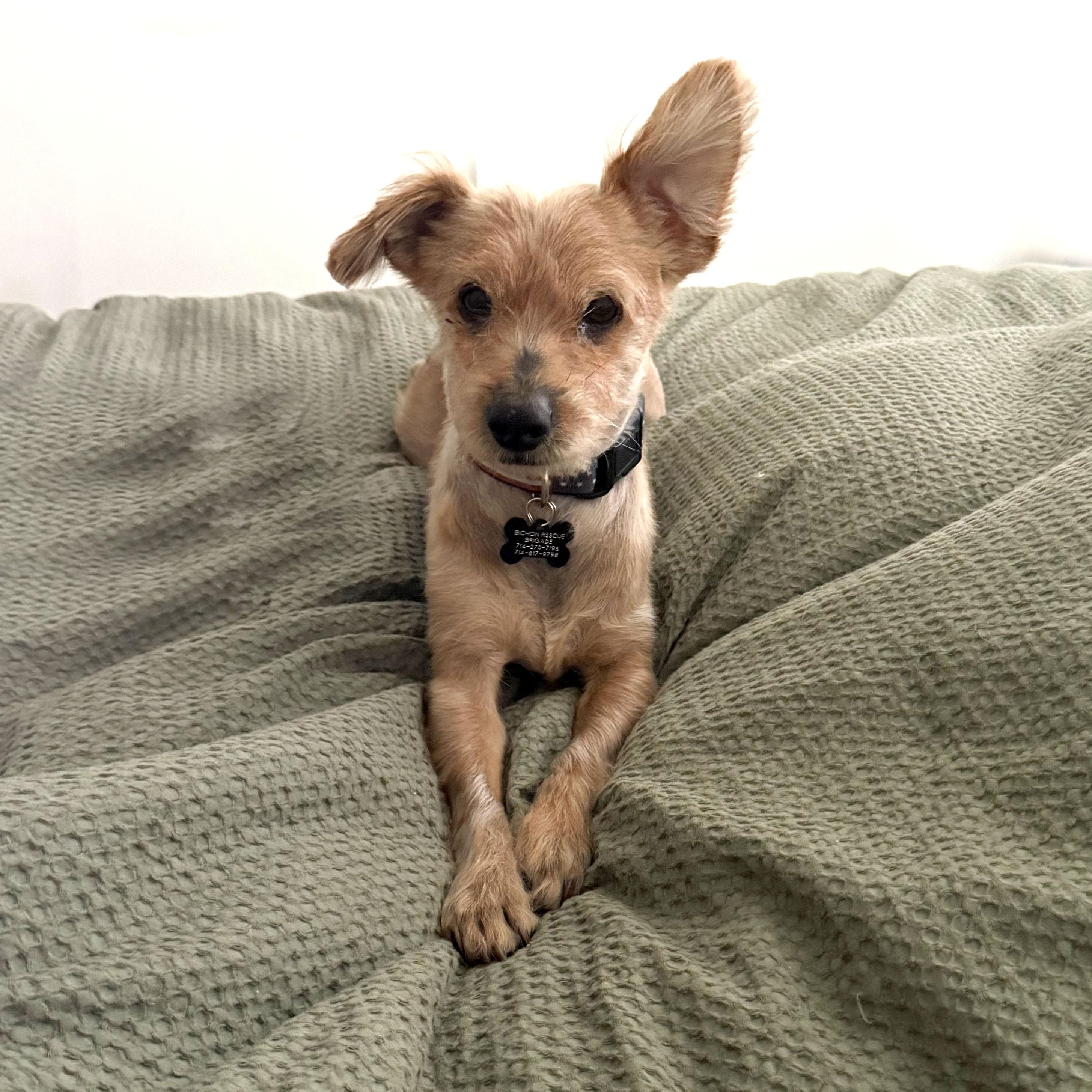 Enlarge Biscuit, a Adoptable mixed breed in Los Angeles, CA image 4/6