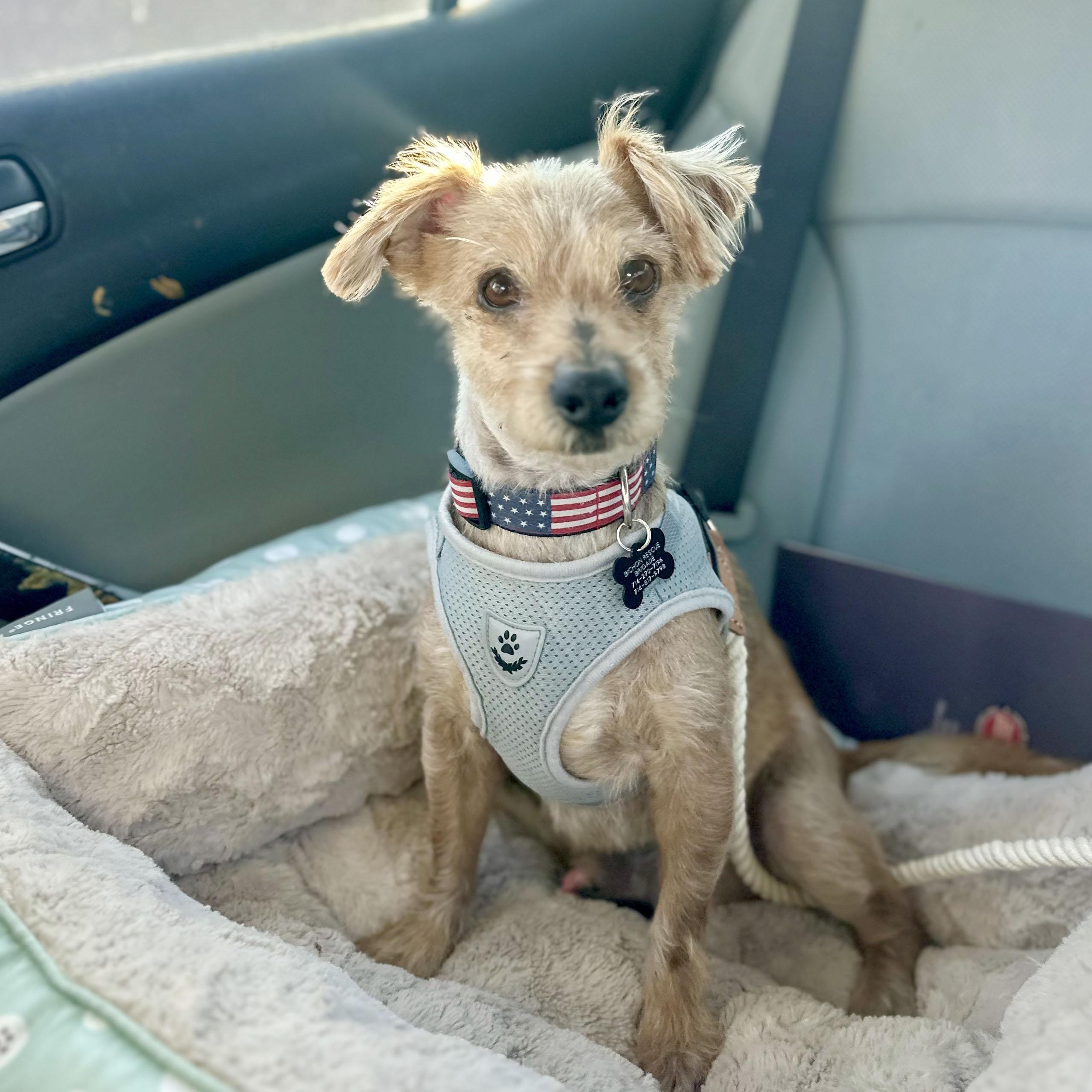 Enlarge Biscuit, a Adoptable mixed breed in Los Angeles, CA image 6/6