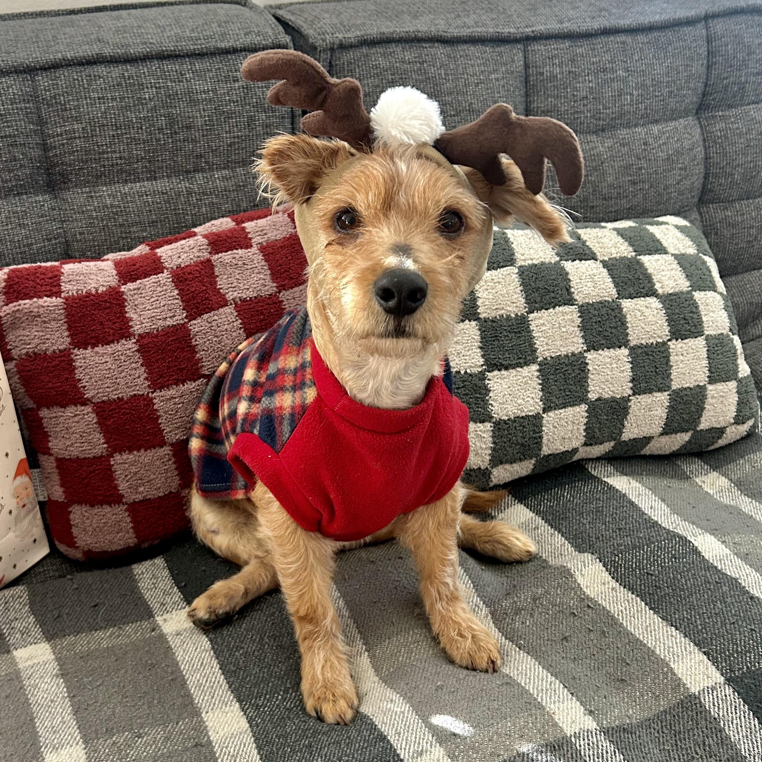 Biscuit, Adoptable, Adult Male Terrier.
