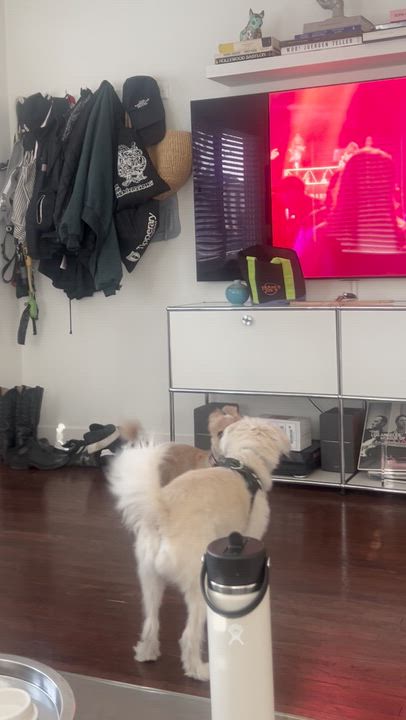 Enlarge Biscuit, a Adoptable mixed breed in Los Angeles, CA video 5/6