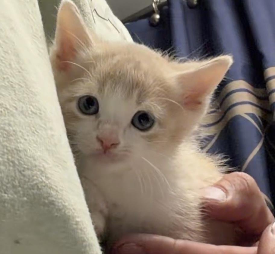 Enlarge Cream Puff (Qtown Royal Cuties Litter), a Adopted Domestic Short Hair in Telford, PA image 1/1