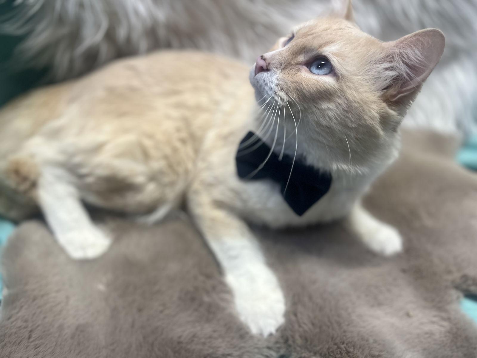 Tiernan, Adoptable, Adult Male Domestic Medium Hair & Ragdoll.