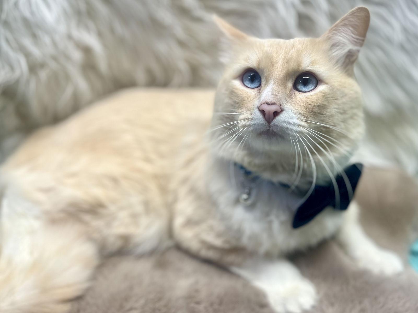 Enlarge Tiernan, a Adoptable mixed breed in Cookeville, TN image 2/3