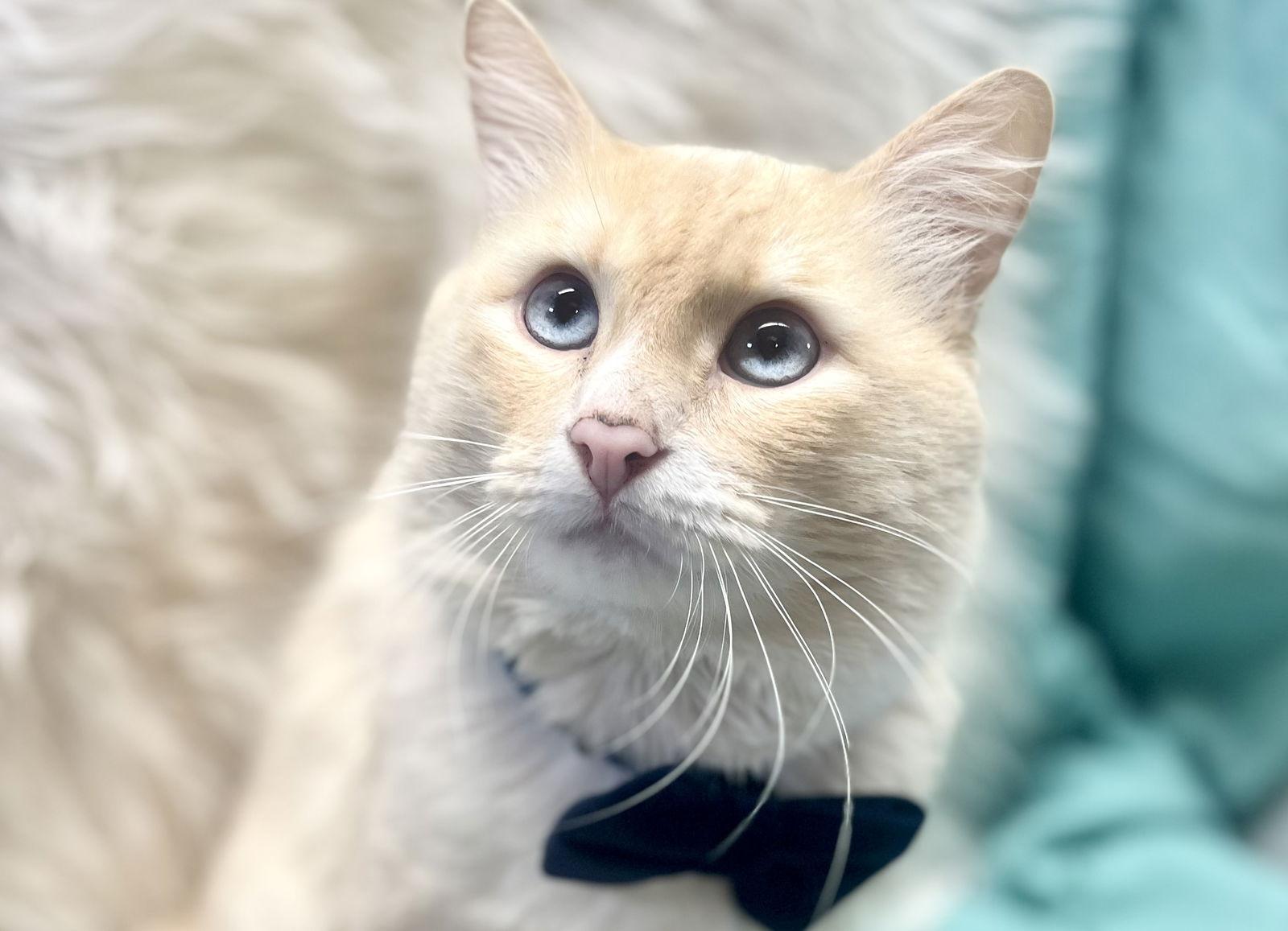 Enlarge Tiernan, a Adoptable mixed breed in Cookeville, TN image 3/3