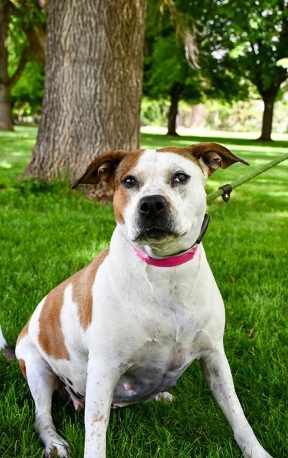 Precious, Adoptable, Adult Female Cattle Dog & Pit Bull Terrier.