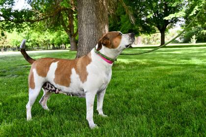 Enlarge Precious, a Adoptable mixed breed in Yakima, WA image 2/3