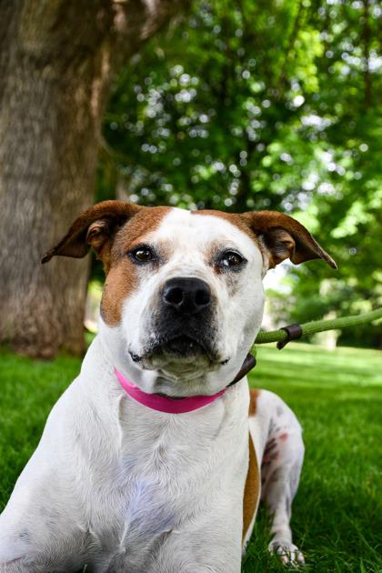Enlarge Precious, a Adoptable mixed breed in Yakima, WA image 3/3