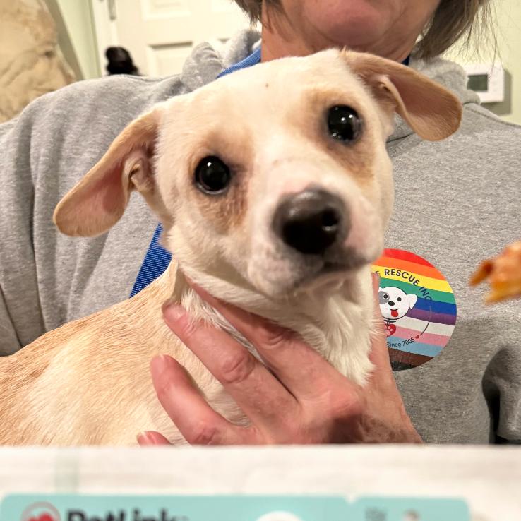 Jagger, Adoptable, Young Male Mixed Breed.