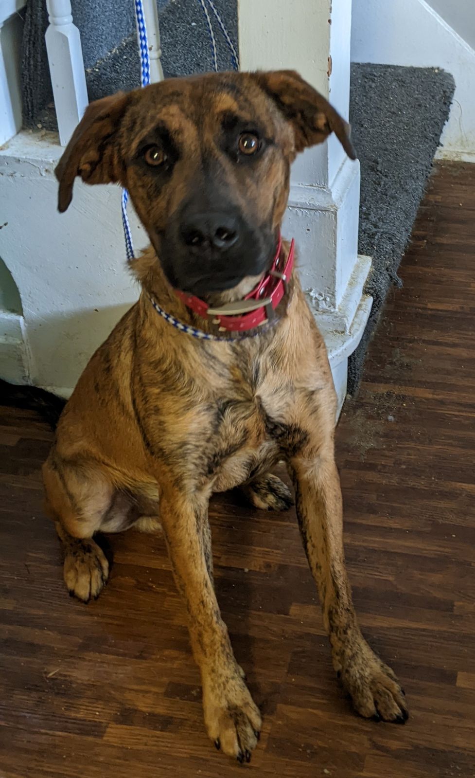 Lemonade, a Adoptable mixed breed in Barrington Hills, IL image 5/5