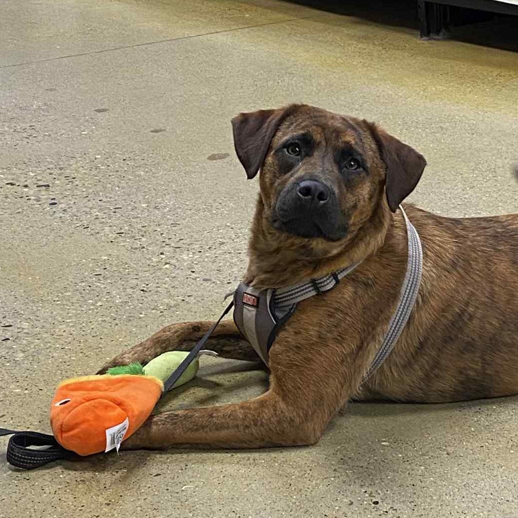 Lemonade, a Adoptable mixed breed in Barrington Hills, IL image 3/5