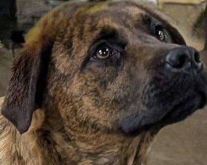 Lemonade, Adoptable, Young Male Mountain Cur.