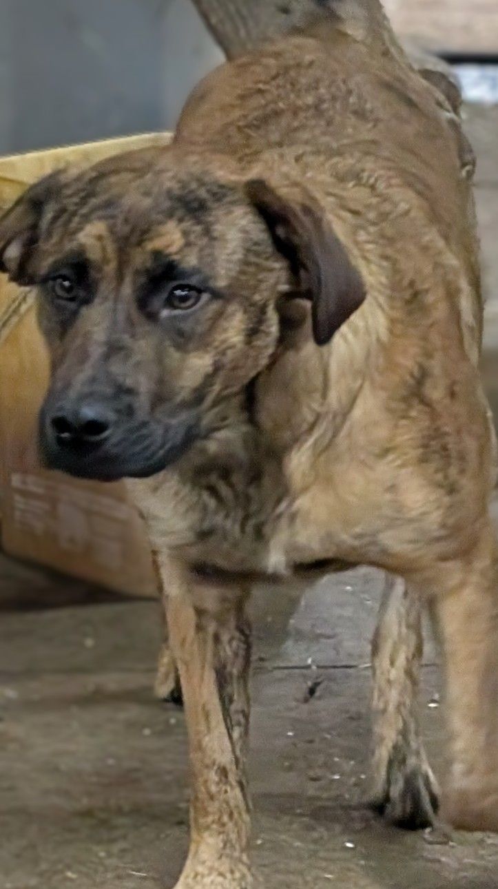 Lemonade, a Adoptable mixed breed in Barrington Hills, IL image 4/5