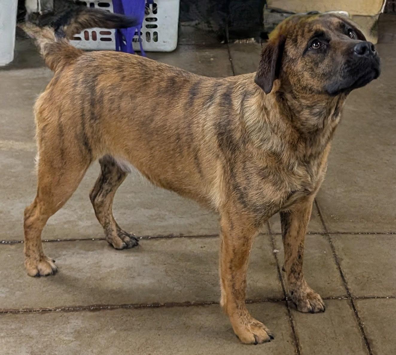 Lemonade, a Adoptable mixed breed in Barrington Hills, IL image 2/5