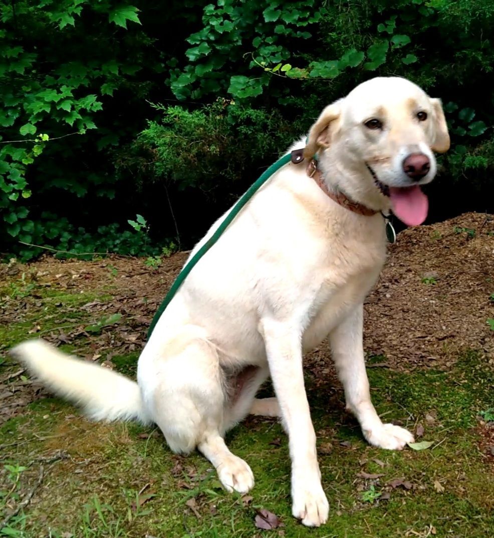Paisley, a Adoptable mixed breed in Westminster, SC image 1/5