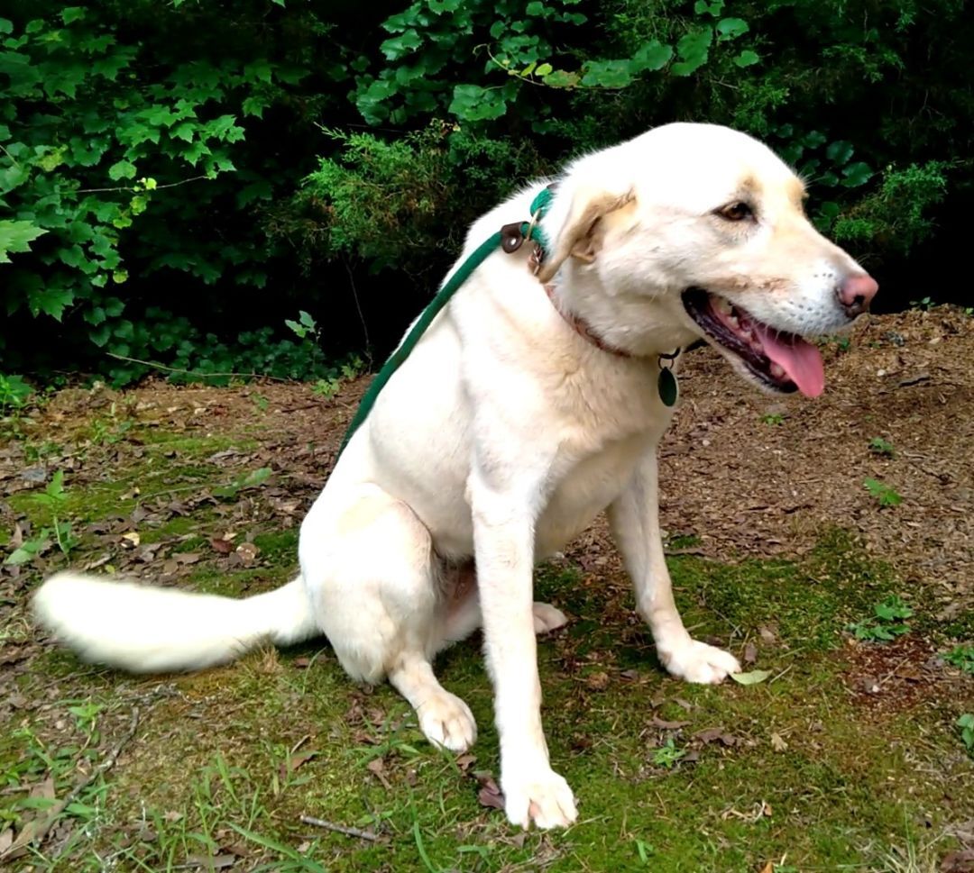 Paisley, a Adoptable mixed breed in Westminster, SC image 2/5