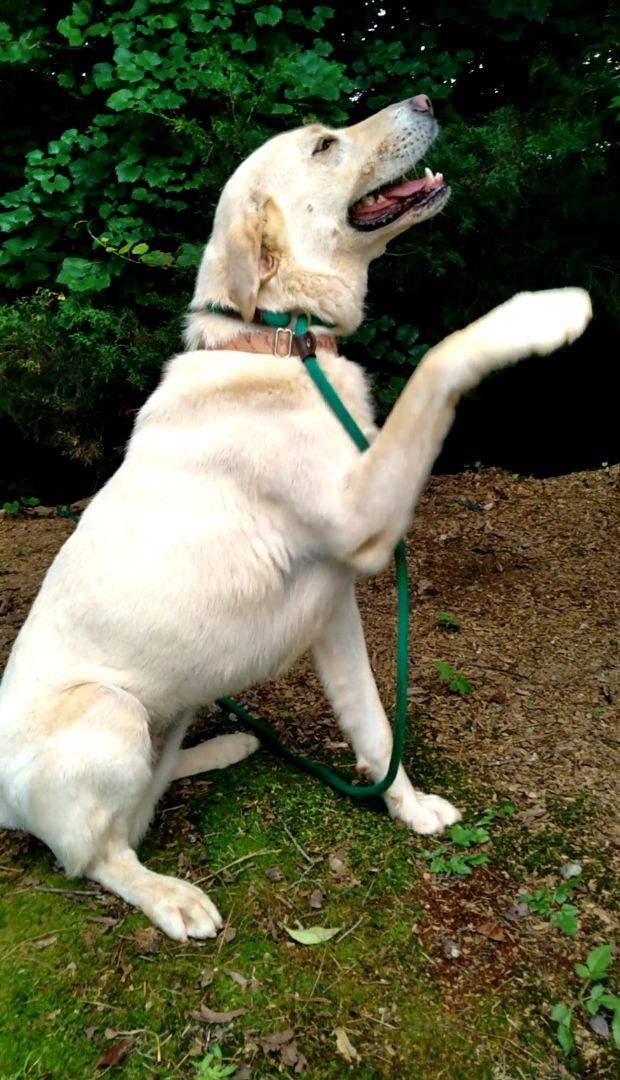 Paisley, a Adoptable mixed breed in Westminster, SC image 3/5
