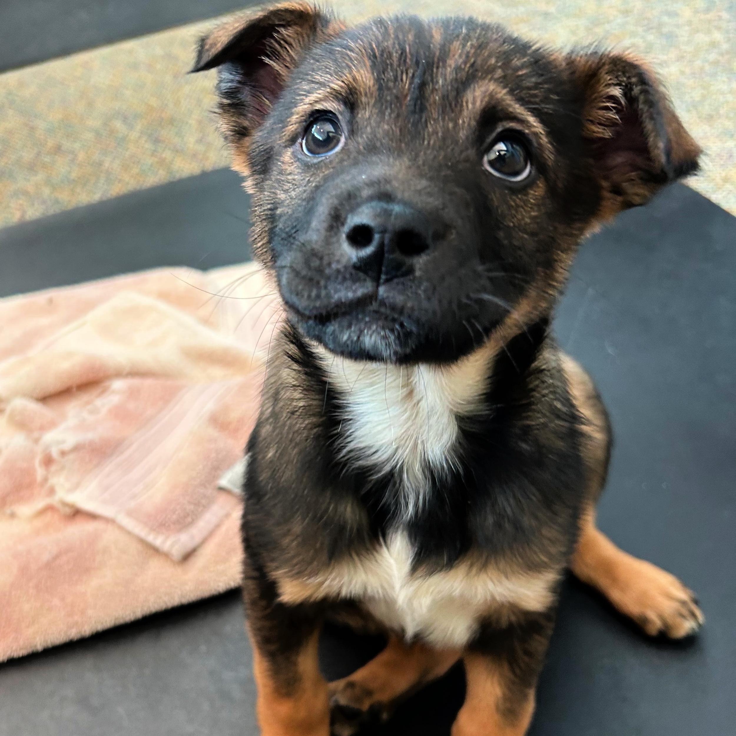 Enlarge Kit Kat, an adopted mixed breed in Lindon, UT image 3/5
