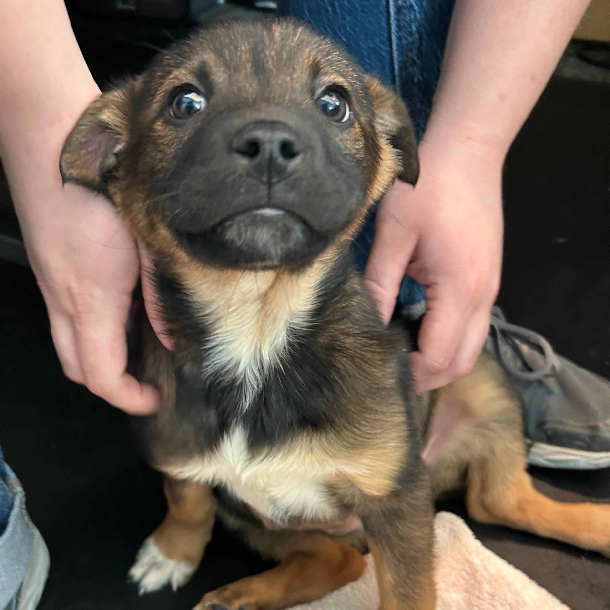 Enlarge Kit Kat, an adopted mixed breed in Lindon, UT image 2/5