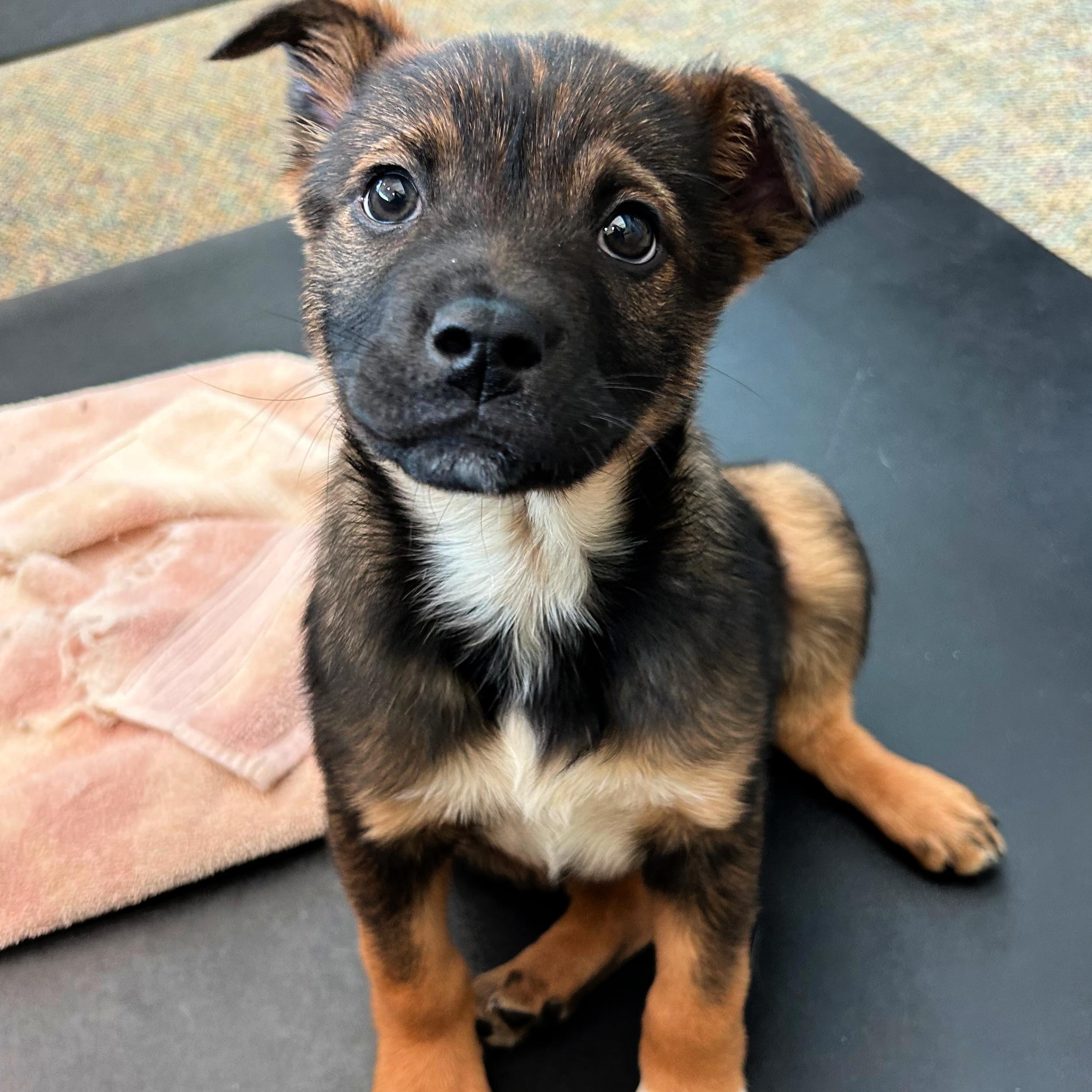 Enlarge Kit Kat, an adopted mixed breed in Lindon, UT image 1/5
