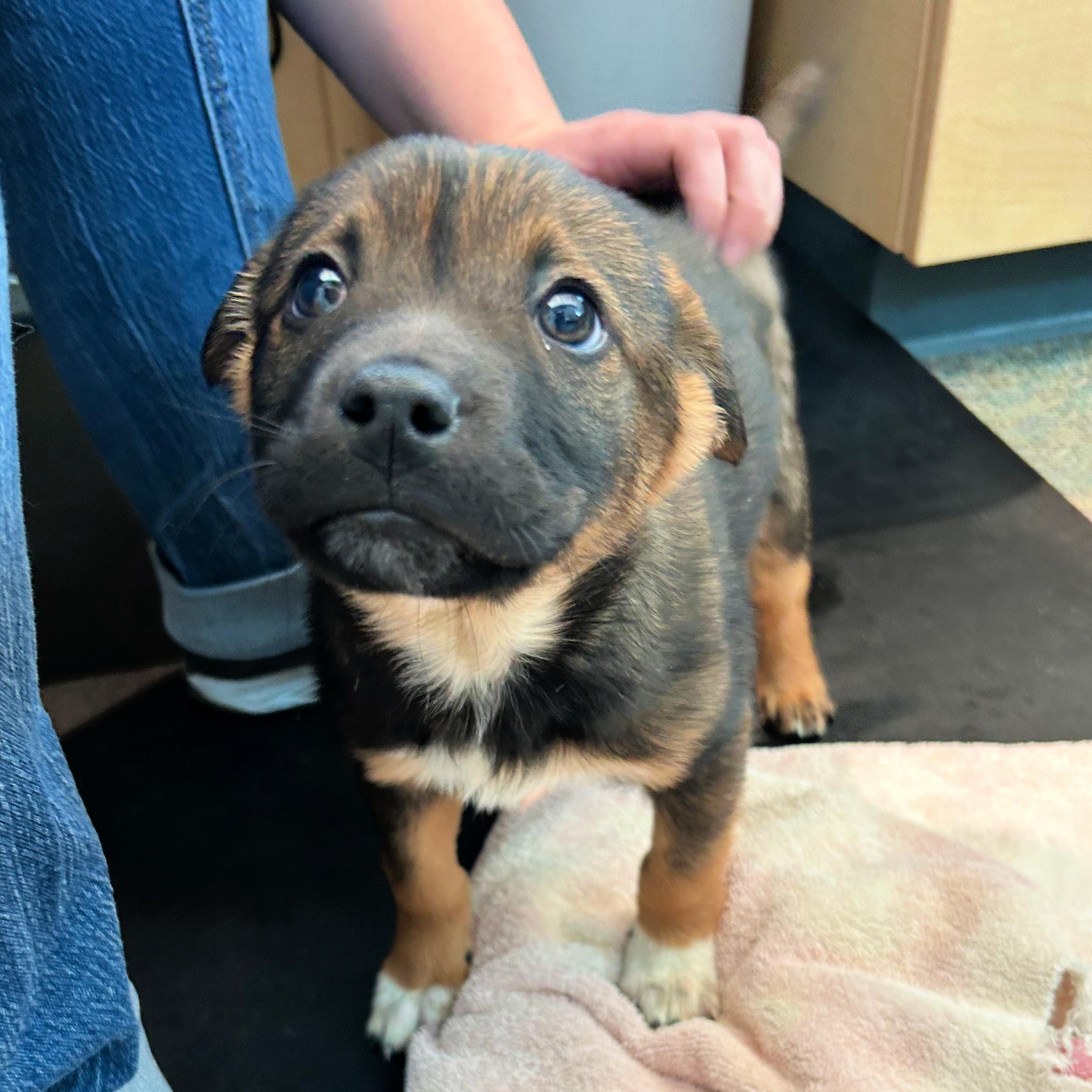 Enlarge Kit Kat, an adopted mixed breed in Lindon, UT image 5/5