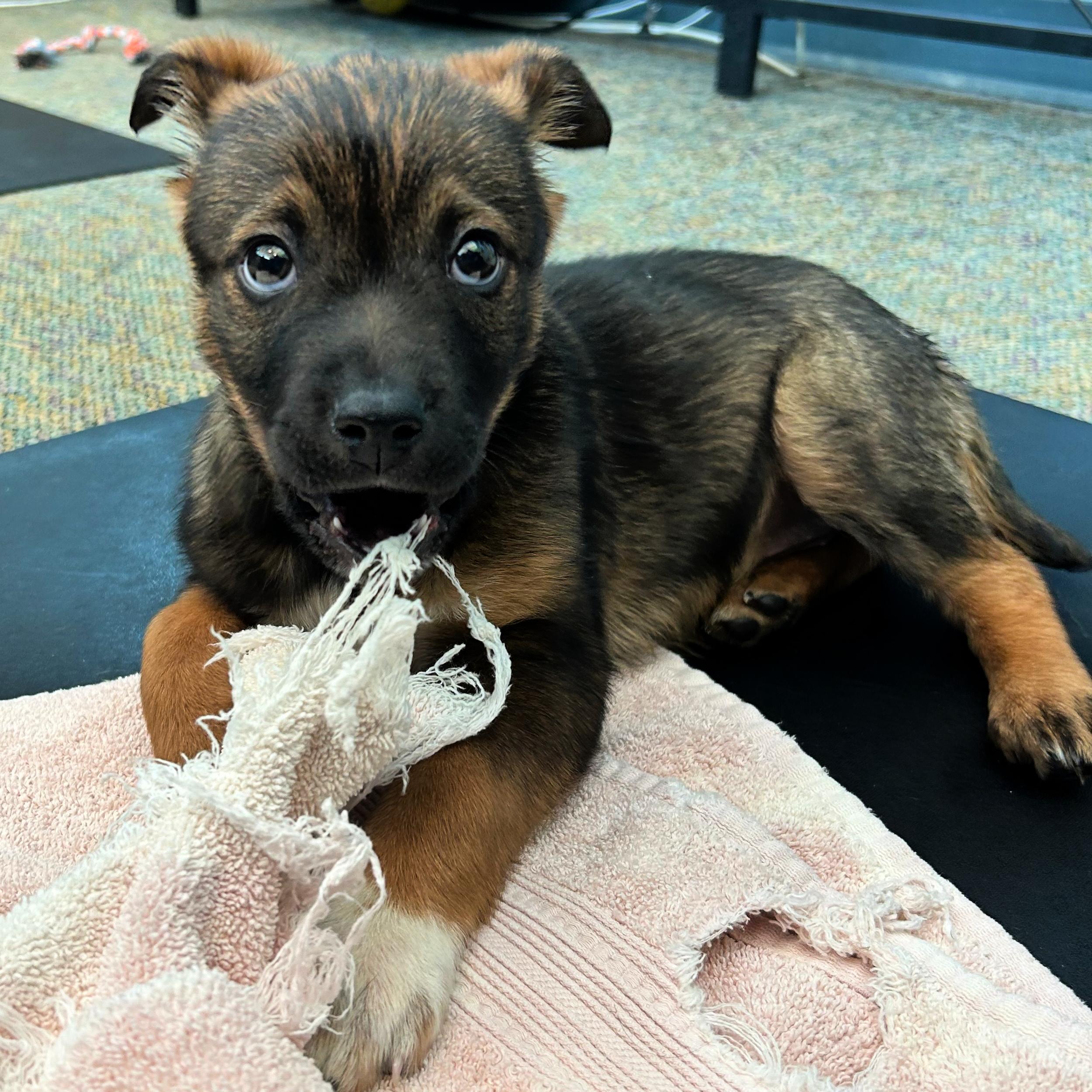Enlarge Kit Kat, an adopted mixed breed in Lindon, UT image 4/5