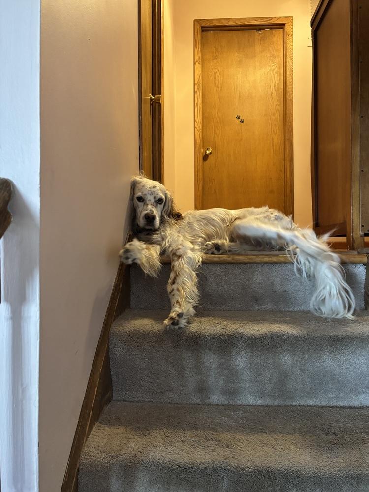 Available for Adoption - Rex (located in USA), Adoptable, Young Male English Setter.