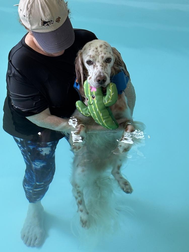 Available for Adoption - Rex (located in USA), a Adoptable English Setter in Oak Park, IL image 2/6