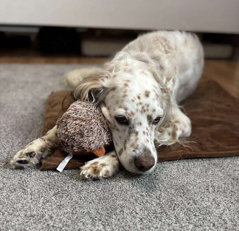 Available for Adoption - Rex (located in USA), a Adoptable English Setter in Oak Park, IL image 3/6