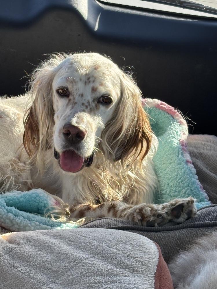 Available for Adoption - Rex (located in USA), a Adoptable English Setter in Oak Park, IL image 5/6