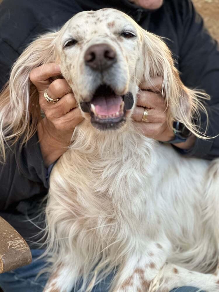 Available for Adoption - Rex (located in USA), a Adoptable English Setter in Oak Park, IL image 6/6