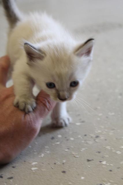 Kosher, Adopted, Senior Female Domestic Medium Hair.