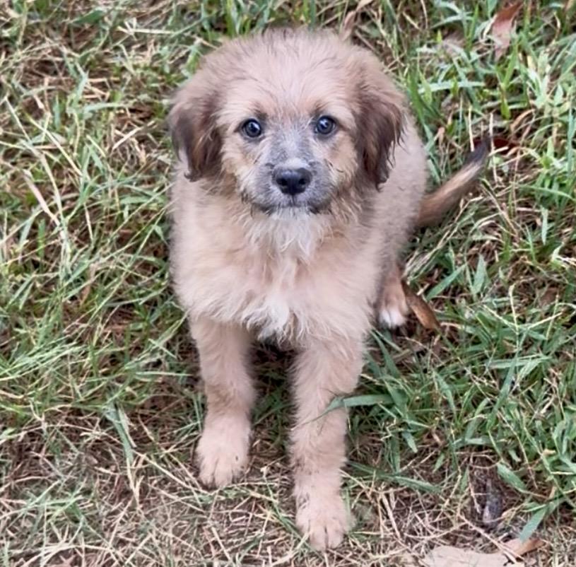 Brioche, Adoptable, Puppy Female Yorkshire Terrier.