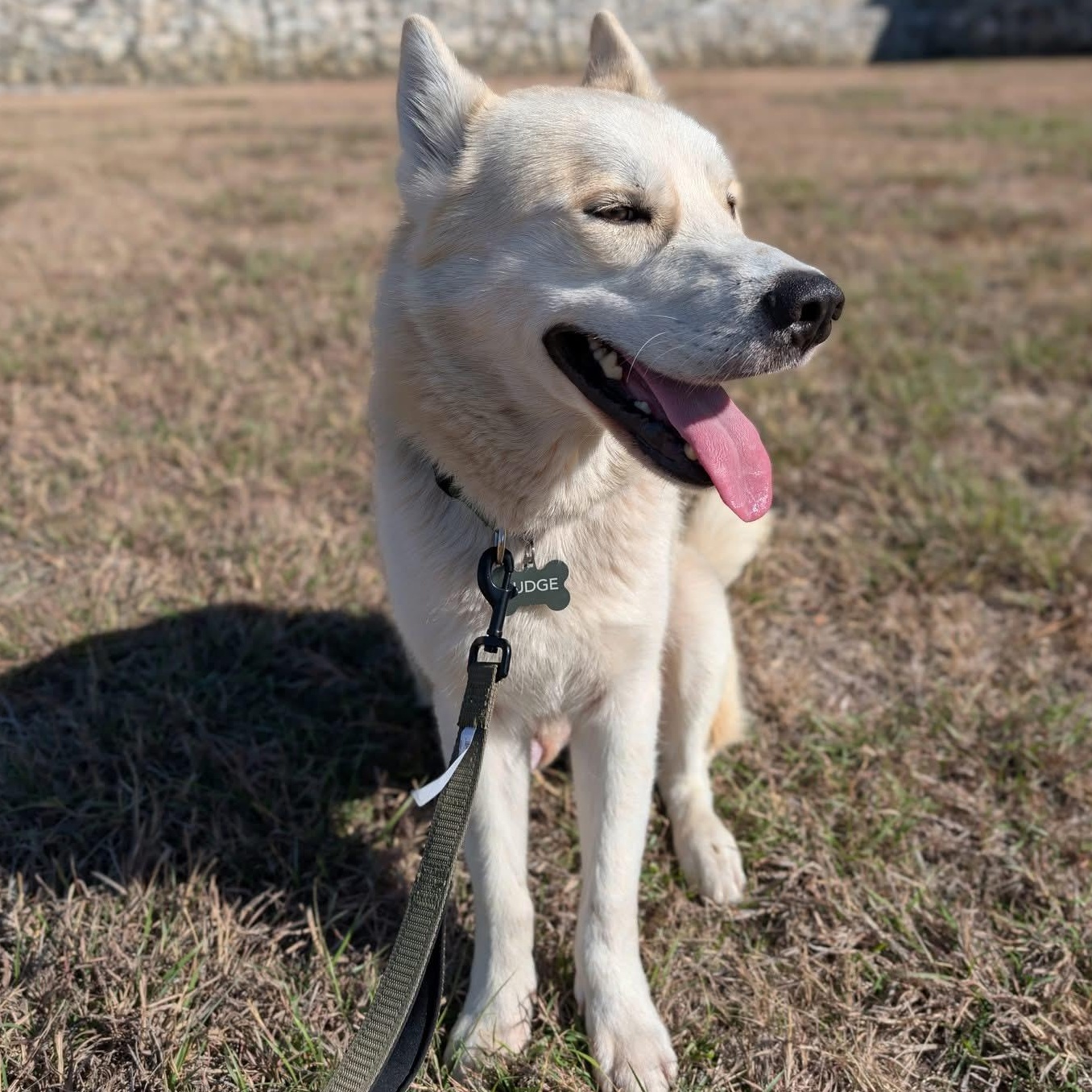 banjo — thumbnail 4