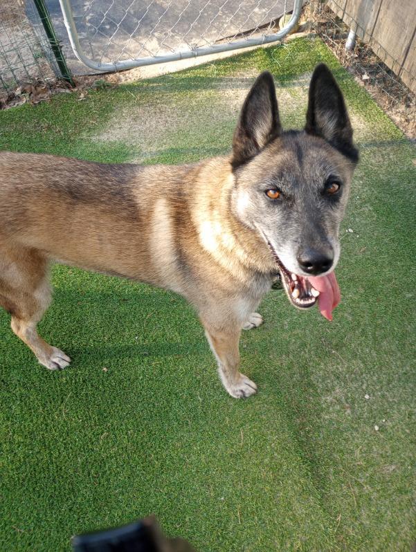 Duke, a ADOPTABLE mixed breed in Wilmington, NC image 4/4