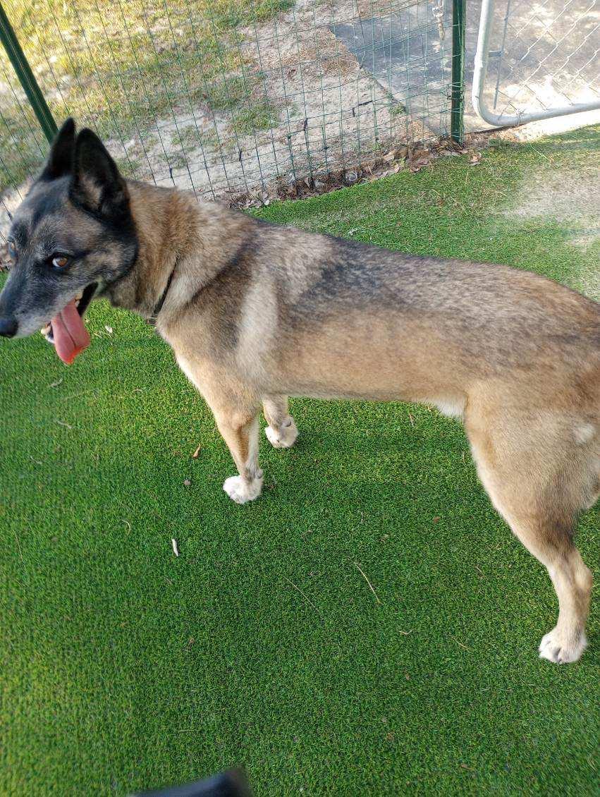 Duke, a ADOPTABLE mixed breed in Wilmington, NC image 3/4