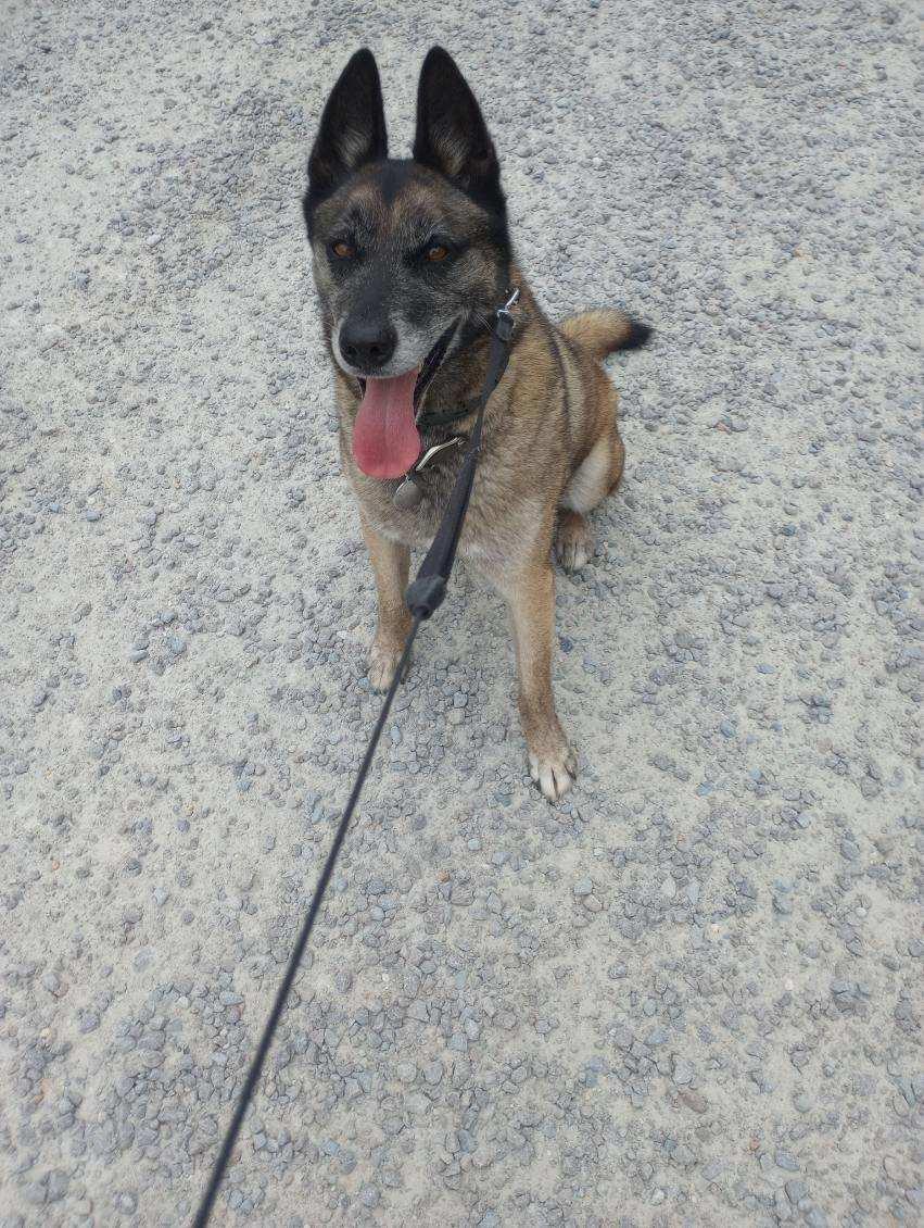 Duke, a ADOPTABLE mixed breed in Wilmington, NC image 1/4