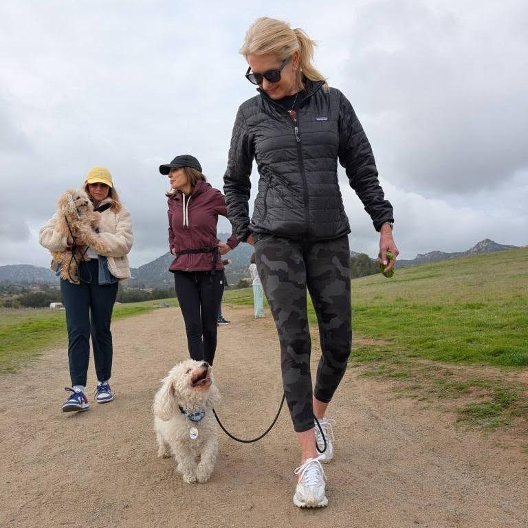 Enlarge Oliver Joe, a Adoptable Bichon Frise in Ramona, CA image 2/6