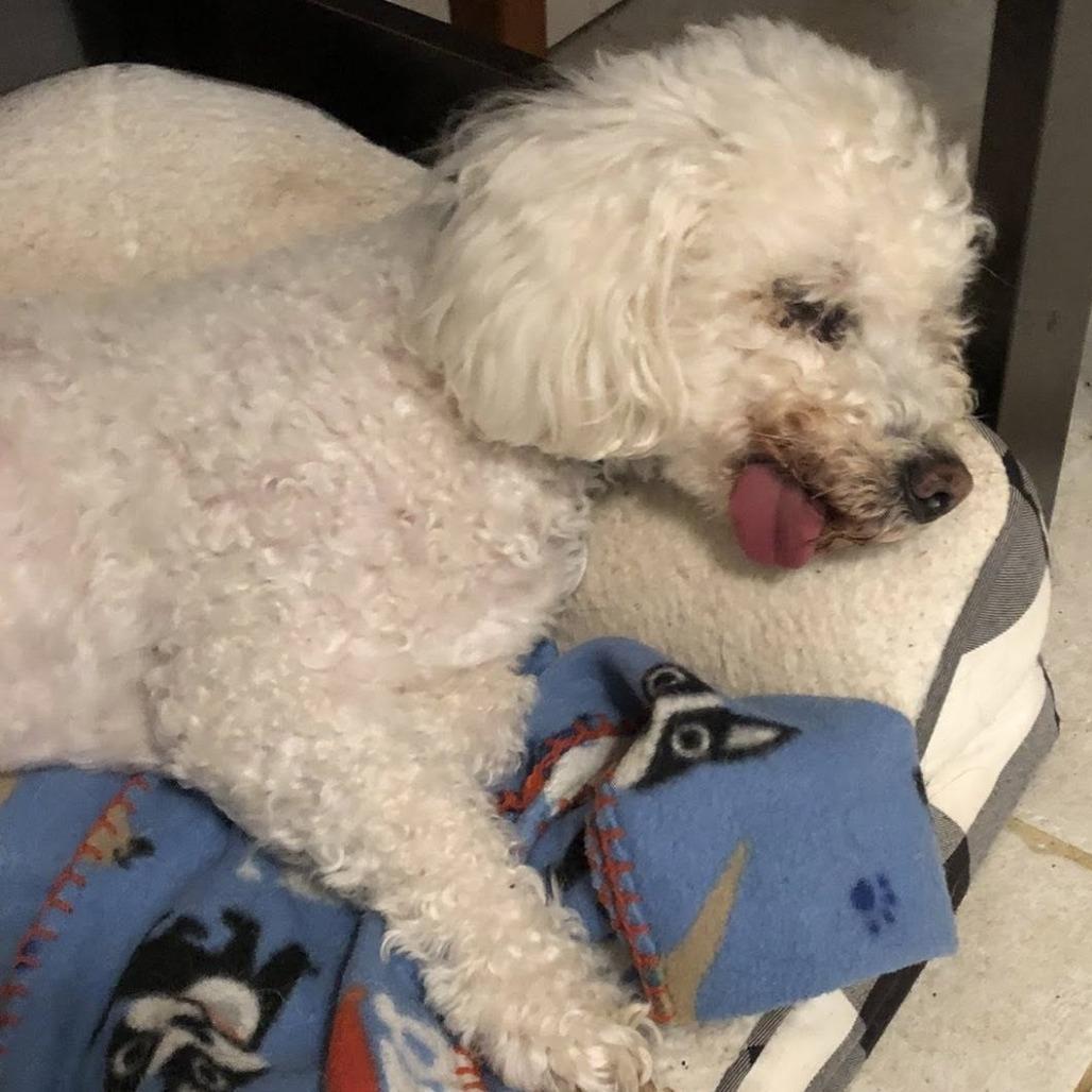 Enlarge Oliver Joe, a Adoptable Bichon Frise in Ramona, CA image 5/6