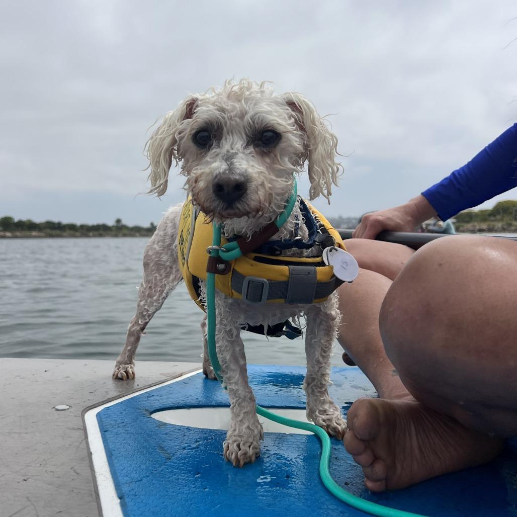Enlarge Oliver Joe, a Adoptable Bichon Frise in Ramona, CA image 6/6
