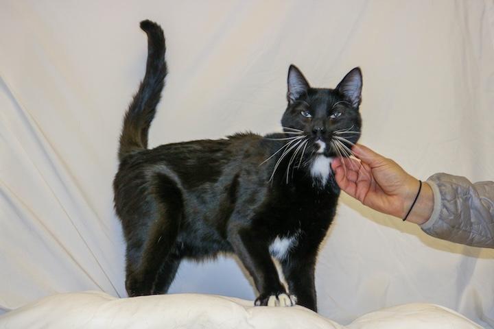 Enlarge Ritz Carlton, a ADOPTABLE Domestic Short Hair in Denver, CO image 3/3