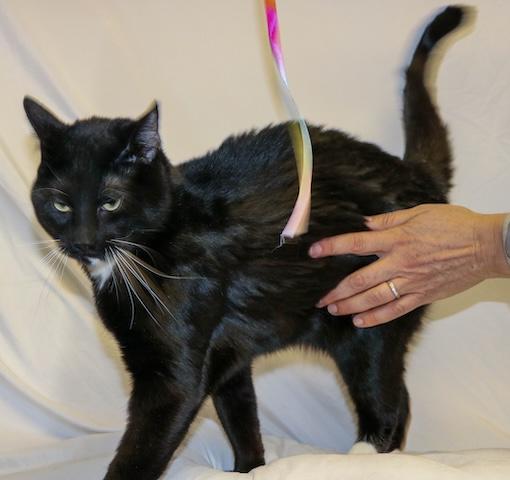 Enlarge Ritz Carlton, a ADOPTABLE Domestic Short Hair in Denver, CO image 2/3